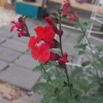 Salvia microphylla Цветок
