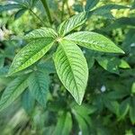 Cleome houtteana Leaf