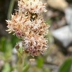 Antennaria carpatica Flor
