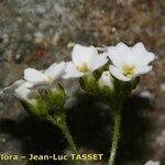 Draba siliquosa Flower