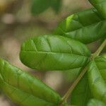 Combretum constrictum Leaf