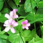Oxalis debilis Fiore