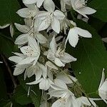 Deutzia gracilis Květ