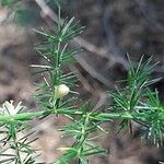 Asparagus acutifolius Folha