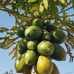 Carica papaya Vrucht