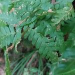 Dryopteris filix-masList