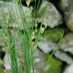 Juncus tenuis果