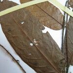 Hirtella hispidula Otro