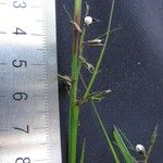 Scleria secans Други
