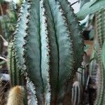 Euphorbia polygona Blad