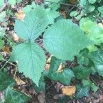 Rubus camptostachys 葉