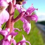 Orchis masculaFlower