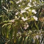 Echium decaisnei Flower