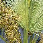 Sabal palmetto Feuille