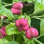 Euonymus europaeus Fruit