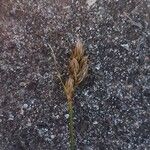 Carex arenaria 花