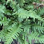 Polypodium vulgare Costuma