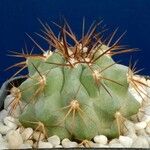 Copiapoa montana Habit