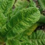 Primula vialii Blatt