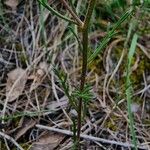 Iberis pinnata Leaf