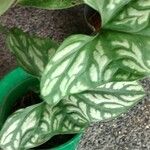 Cercestis mirabilis Φύλλο