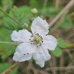 Rubus pruinosus Blüte