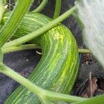 Cucurbita pepo Fruit