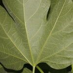 Gyrocarpus jatrophifolius Liść