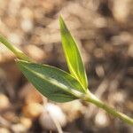 Tuberaria lignosa Blatt