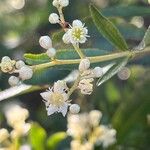 Ceratopetalum gummiferum Flower