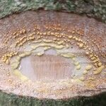Garcinia kola Bark