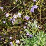 Dampiera stricta Plante entière