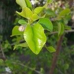 Prunus mahaleb Leaf