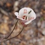 Calochortus venustus ᱵᱟᱦᱟ