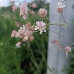 Silene vulgarisFlower