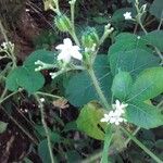 Cnidoscolus urens Leaf