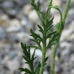 Papaver argemone Likasa