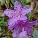 Rhododendron impeditum Floare