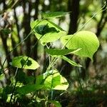 Tilia americana Leaf