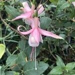 Fuchsia spp. Blüte
