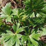 Anemone baldensis Likasa