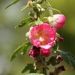 Alcea setosa Агульны выгляд