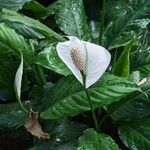 Spathiphyllum friedrichsthalii Flower