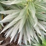 Echium virescens Foglia