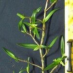Epidendrum paraguastigma Otro