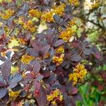 Berberis thunbergiiFolha