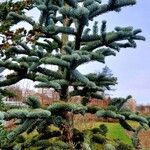 Abies procera Alkat (teljes növény)