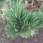 Pinus uncinata Blad