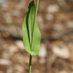 Turritis brassica Leaf