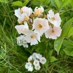Rosa multiflora Fleur